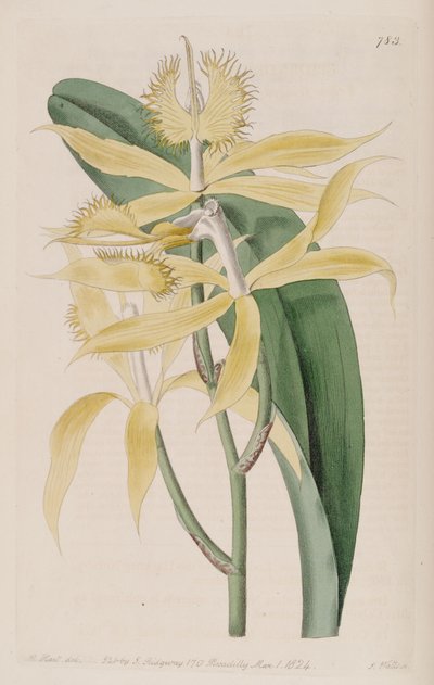 Illustration of Epidendrum Ciliare (as syn. Epidendrum Cuspidatum) by M. Hart